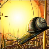 Snail
