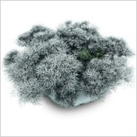 Snowy Stone