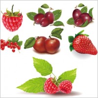 some red fruits vector