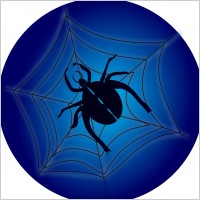 Spider_on_web