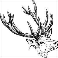 Stag Head clip art