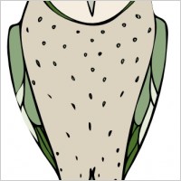 Staring Standing Owl clip art