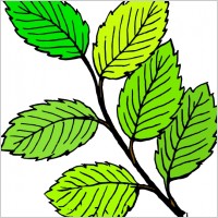 Summer Leaves clip art