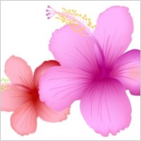 SummerFlower 