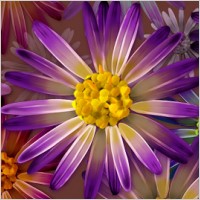 Super ultra-clear theme flower-6