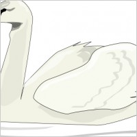 Swan Swimming clip art