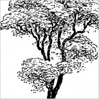 Tall Tree clip art