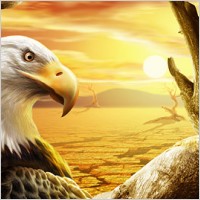 the eagle under Sunset