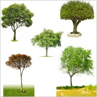 the five kinds of trees psd