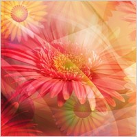 the oversized super clear flower theme stratified psd4