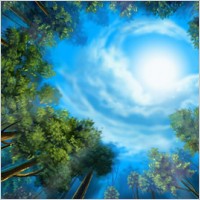 the woods landscape