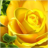 The yellow roses with water