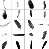 this is the fourth set of a series of feather brush