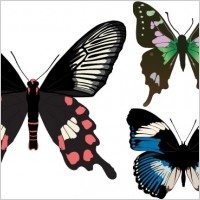 Three Beautiful Butterfly Vectors