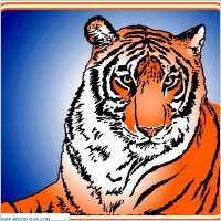 Tiger 00525