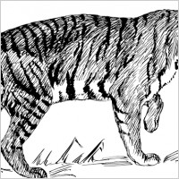 tiger 2