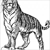 tiger 3