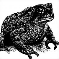Toad 9.0 Free Download