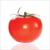 free vector tomato