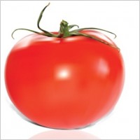 Tomato Vector Free