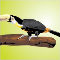 Toucan Vector