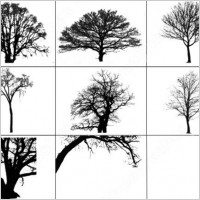 tree brush