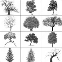 tree brush