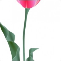 Tulip clip art