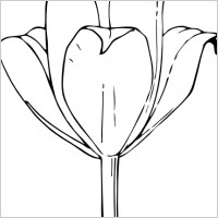 Tulip Flower clip art