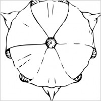 Tulip Top View clip art