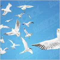 Various movements of seagulls vector material