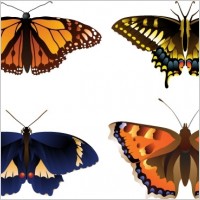 Vector butterfly