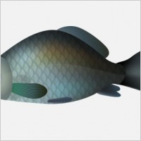 Vector Fish - Carp