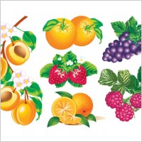 
								Vector Fruits							