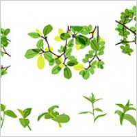 Vector material leaves of spring