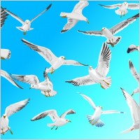 Vector Sea Gull