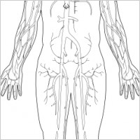 Body Organs Clipart