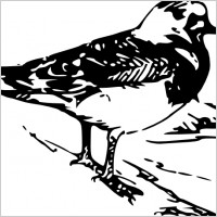 Walking Bird Animal clip art