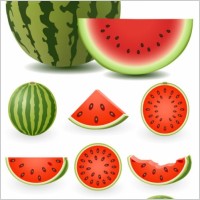 watermelon clip art
