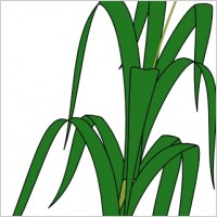 Wheat Plant Food clip art