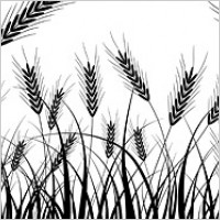 Wheat silhouettes vector material