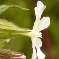 white lichtnelke campion silene latifolia