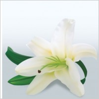 White Lily