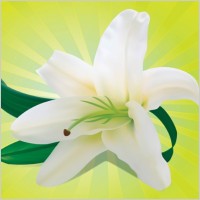 White Orchid