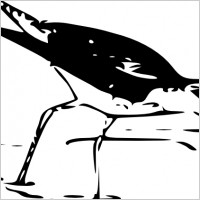 Yellow Leg Bird clip art