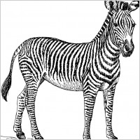 zebra