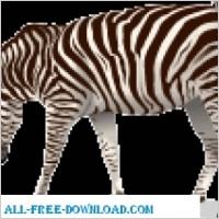 Zebra 2