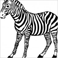 Zebra clip art