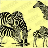 Zebra vector material
