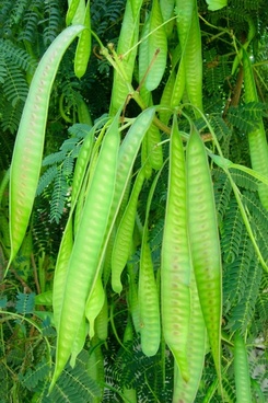 albizia julibrissin